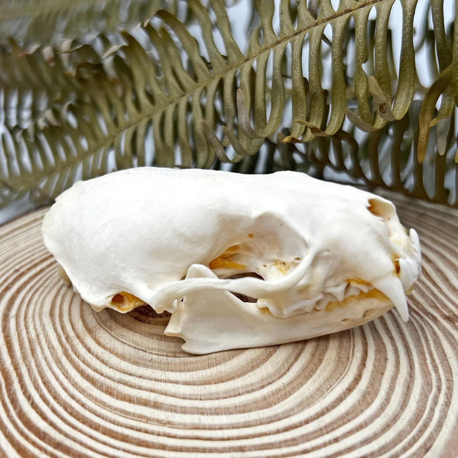 Taxidermy Real Animals Skull Decor - Model Animals Bones Specimen,Taxidermy Supplies for Science Education,Collection (Mink Skull)