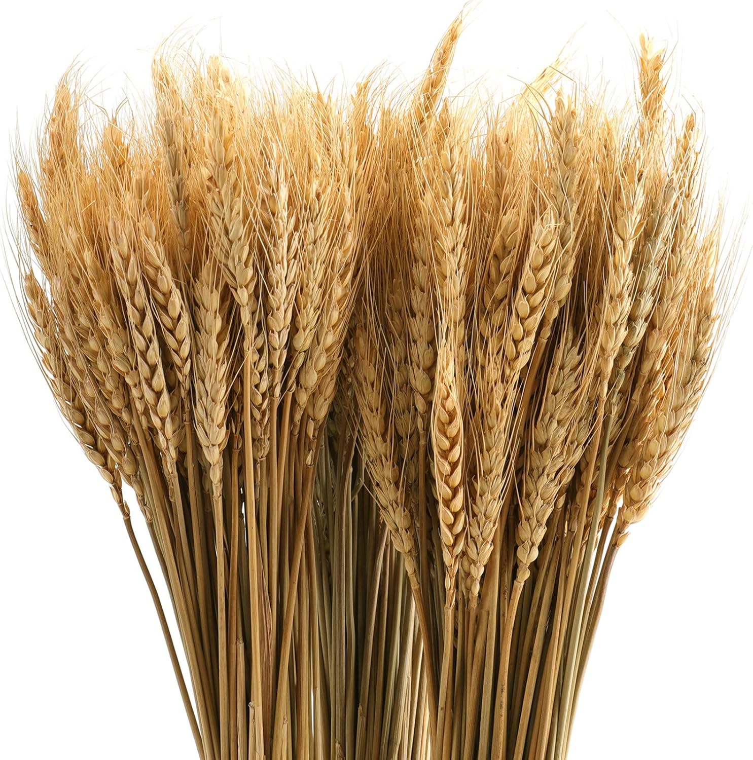 yarlung 300 Stems 16 Inch/40cm Dried Wheat Sheaves, Natural Wheat Stalks Bundle Fall Arrangement for DIY Craft, Home Table, Wedding