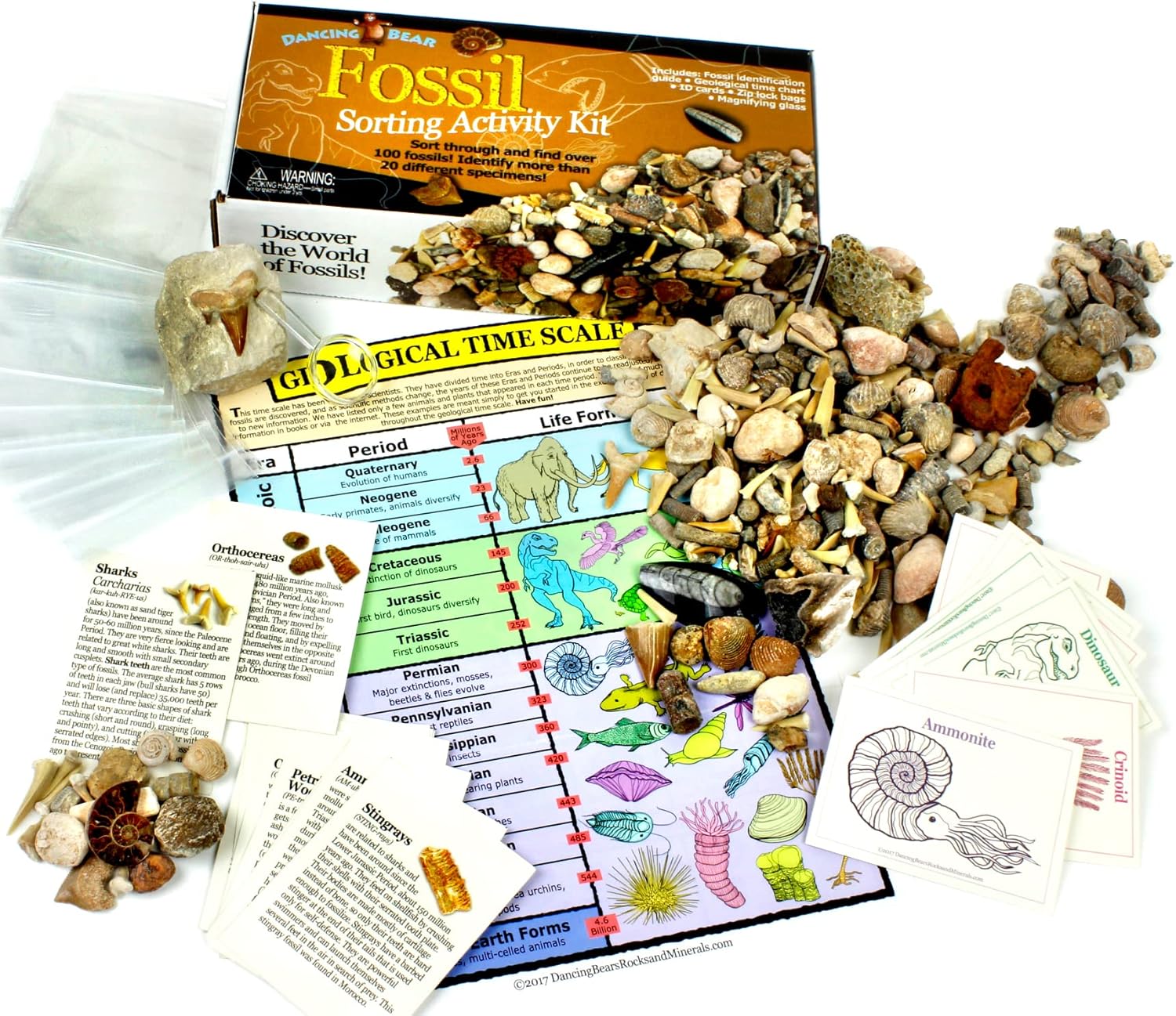 DANCING BEAR Fossil Collection Sorting Activity Kit with Over 100 Pcs (More Than 20 Different Fossil Varieties!), Educational ID Sheet, Color ID Cards, Bags, Magnifying Glass, and Shark Teeth