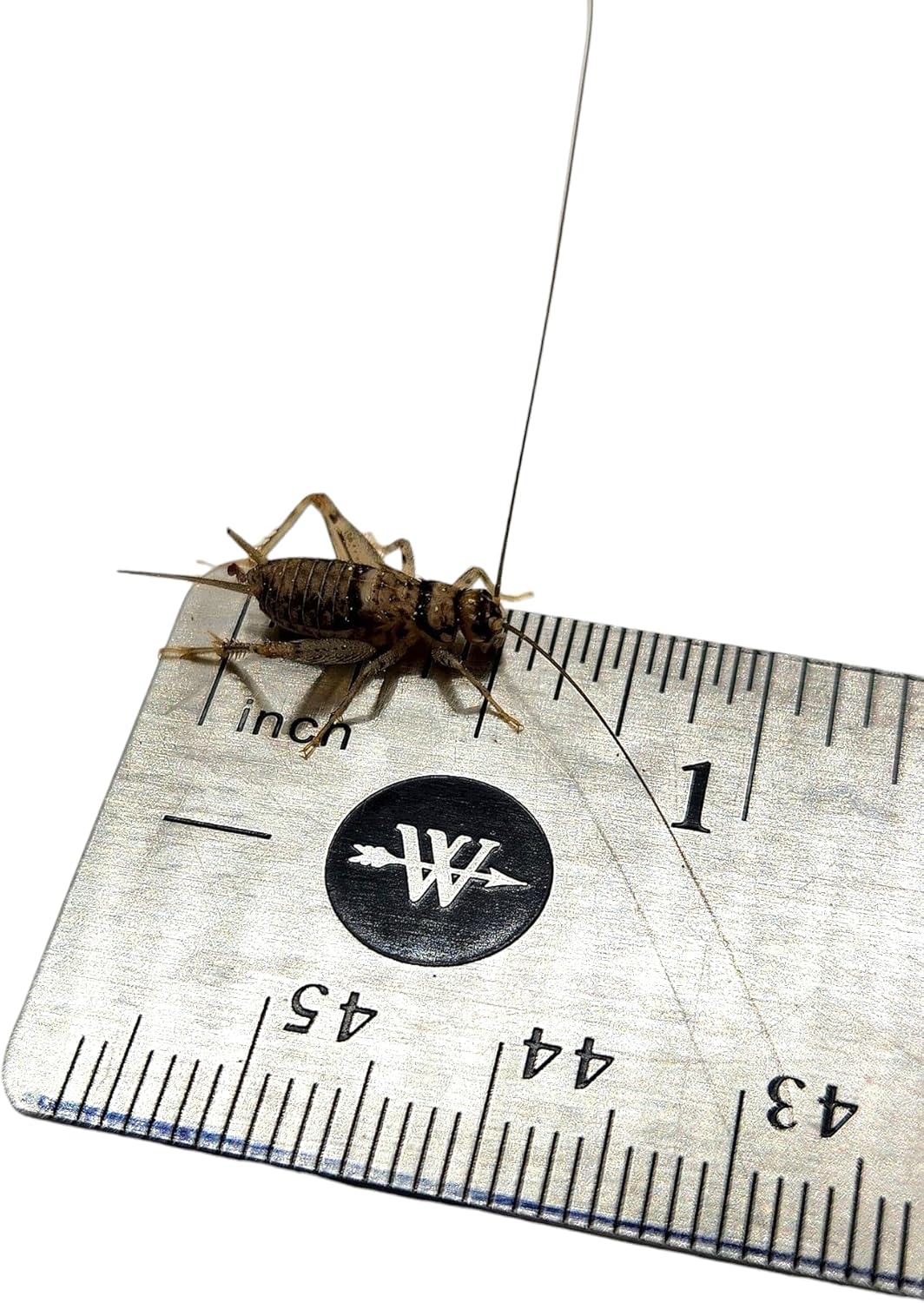 Josh's Frogs 1/2" GUTLOADED Banded Crickets (72 Count)