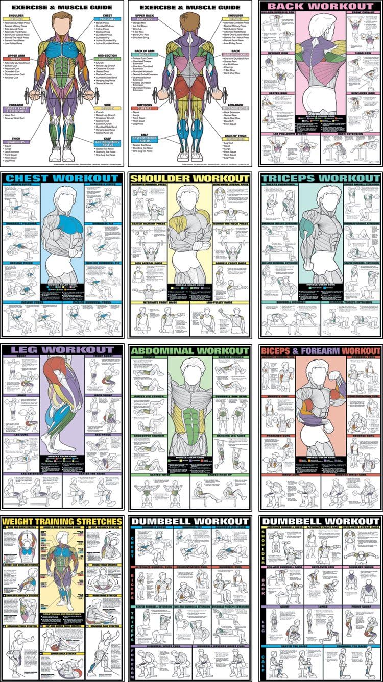 Fitnus Chart Flip Chart - 12 Posters in 1 Book