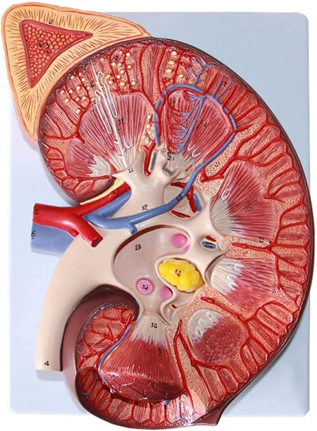 Educational Model Human Kidney Anatomical Model - Adrenal Gland Model Human Organ Anatomical Model - PVC Material Doctor-Patient Communication Model for Study Display Teaching Medical M