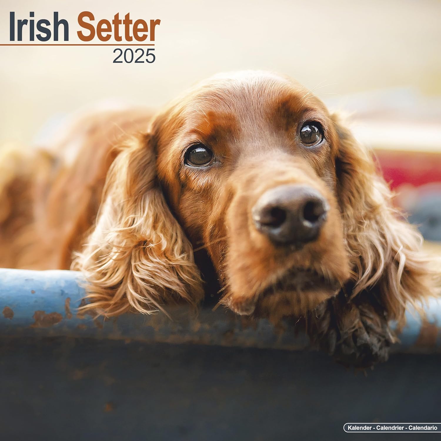 Irish Setter 2025 Square Wall Calendar | Dog Breed Calendar