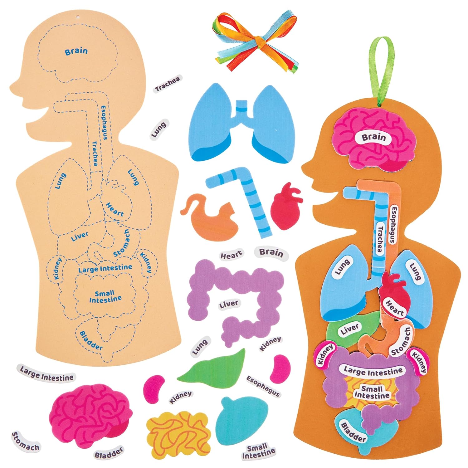 Baker Ross FN109 Human Body Kit - Pack of 4, STEM, Science, Health and Learning Aids for Kids and Schools