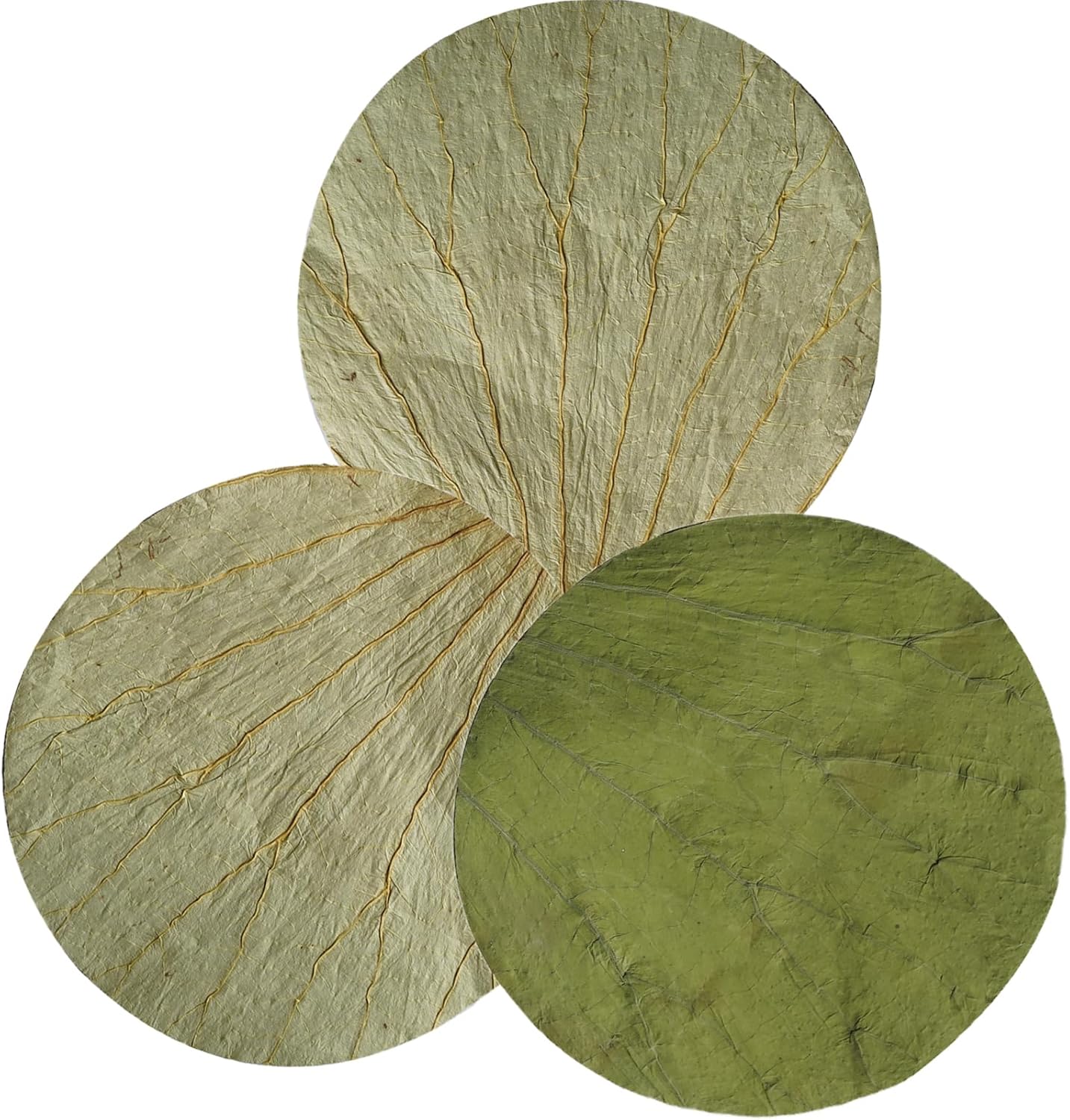 Rainlily Wen Dried Lotus Leaves Sushi Plate Decoration Round Shape 100 PCS Diameter for 8.5'' Food Wrapping Party Decoration Cooking Making Lo Mai GAI