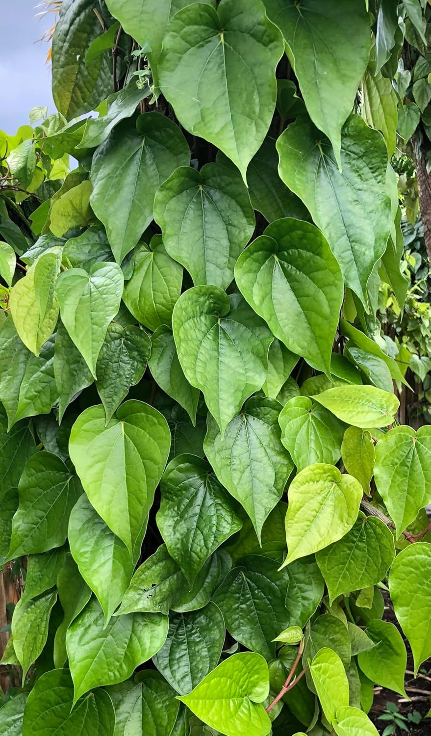 legendary-yes 30 Edible Fresh Betel Leaves - Medium To Large Size