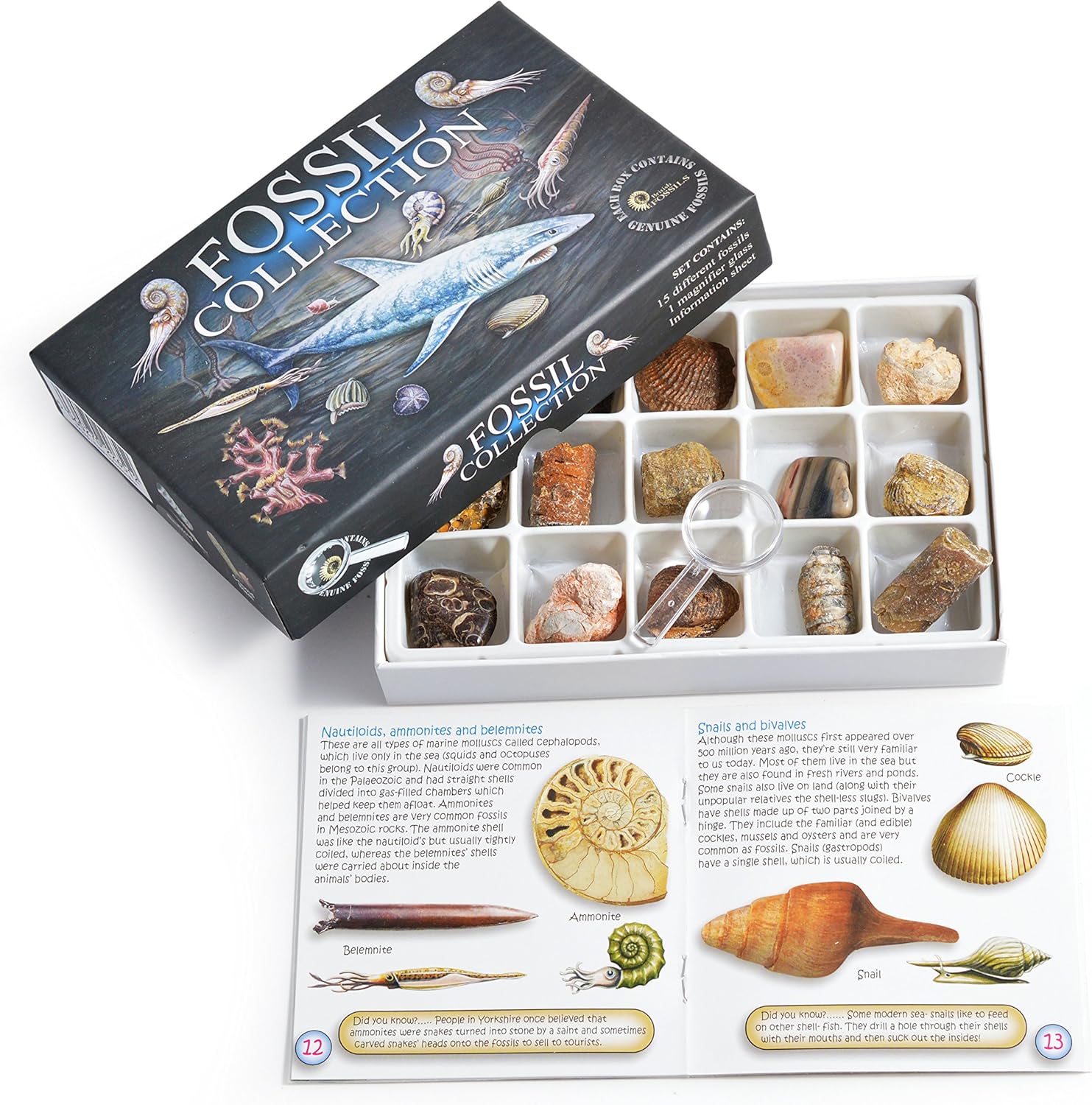 Fossil Collection Kit - Contains 15 Genuine Fossils! (Collection Kit with Study of Fossils Booklet)