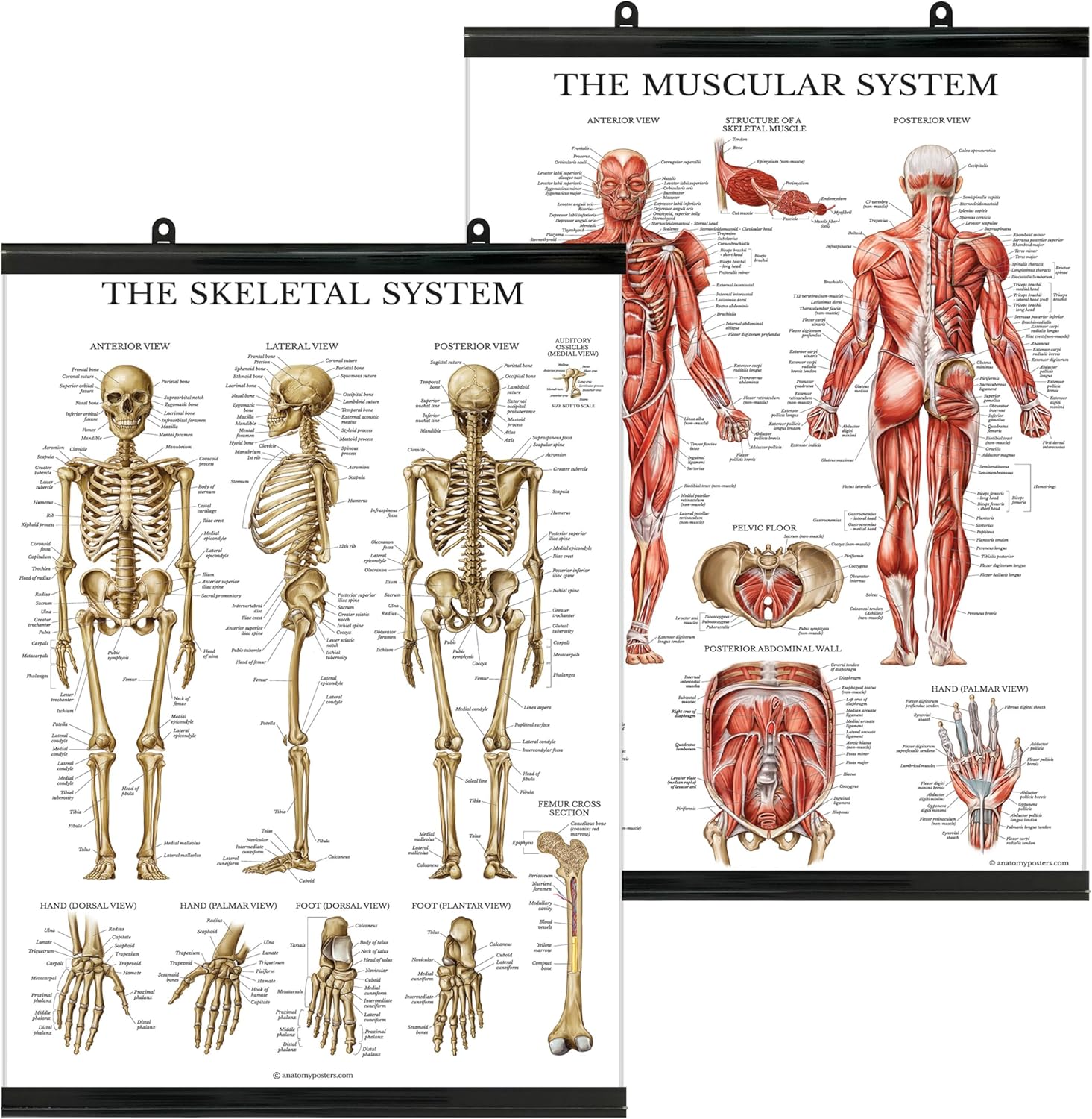 Palace Learning Muscular & Skeletal System Anatomical Poster Set - Laminated With Plastic Frame 2 Chart Set - Human Skeleton & Muscle Anatomy - (18" x 24")
