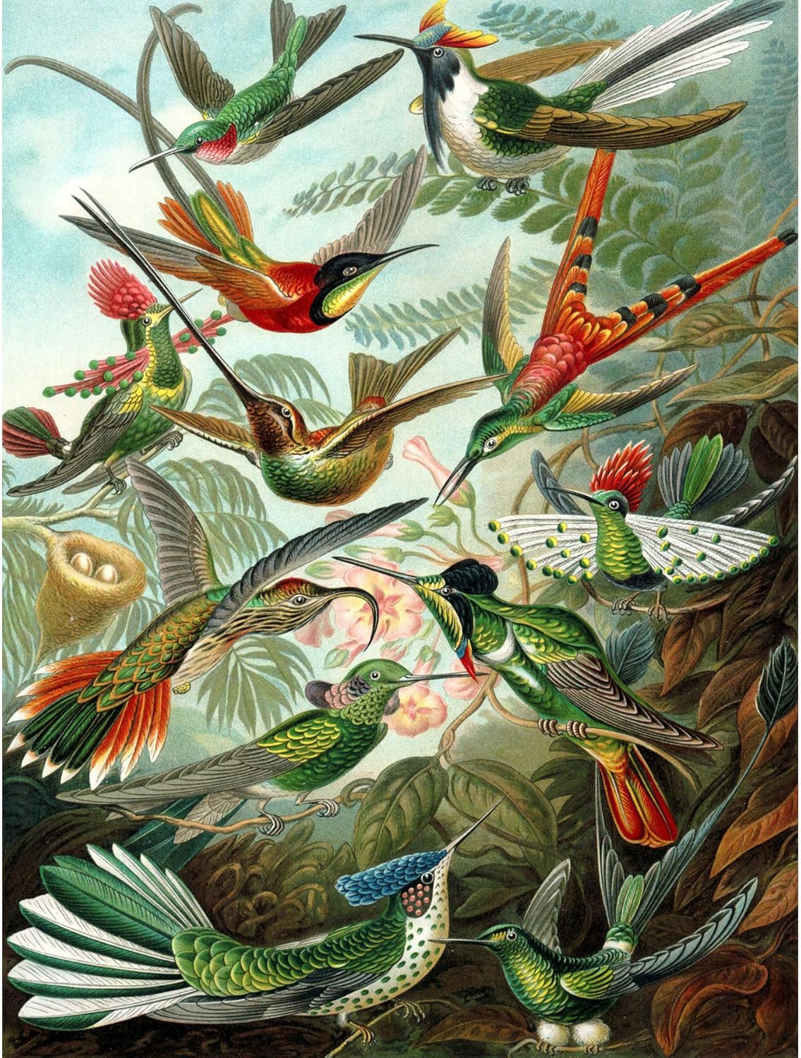 Bumblebeaver NATURE ART BIOLOGY BIRD HUMMING ERNST HAECKEL GERMANY VINTAGE POSTER PRINT 12x16 inch 30x40cm 865PY