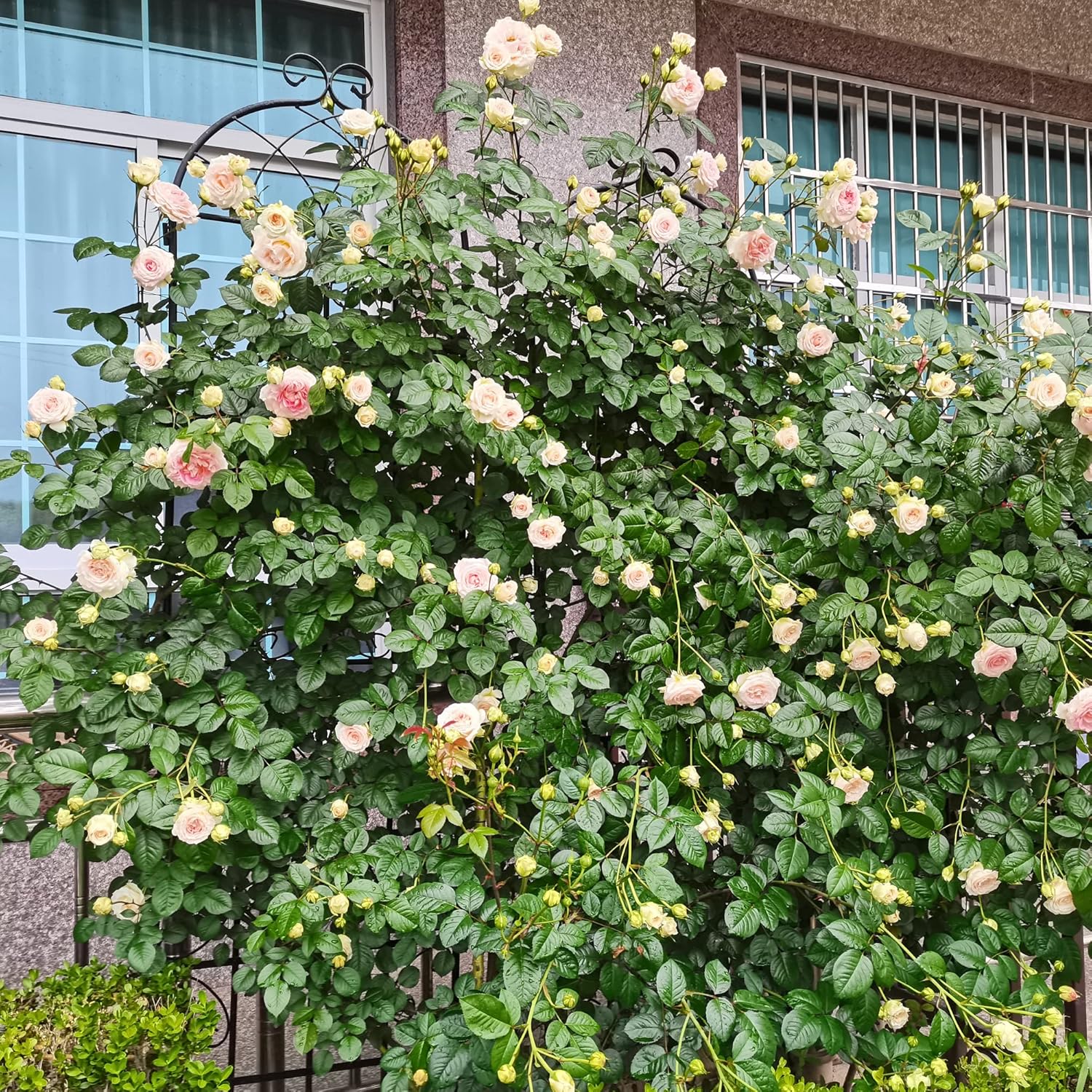 Petfu 4 Pack Metal Garden Trellis for Climbing Plants, Rustproof Iron Plant Support Outdoor Flower Support, Rose Trellis Netting Trellis for Climbing Vines in Outdoor,80.0"L x 19.7"W x 86.7"H,Black