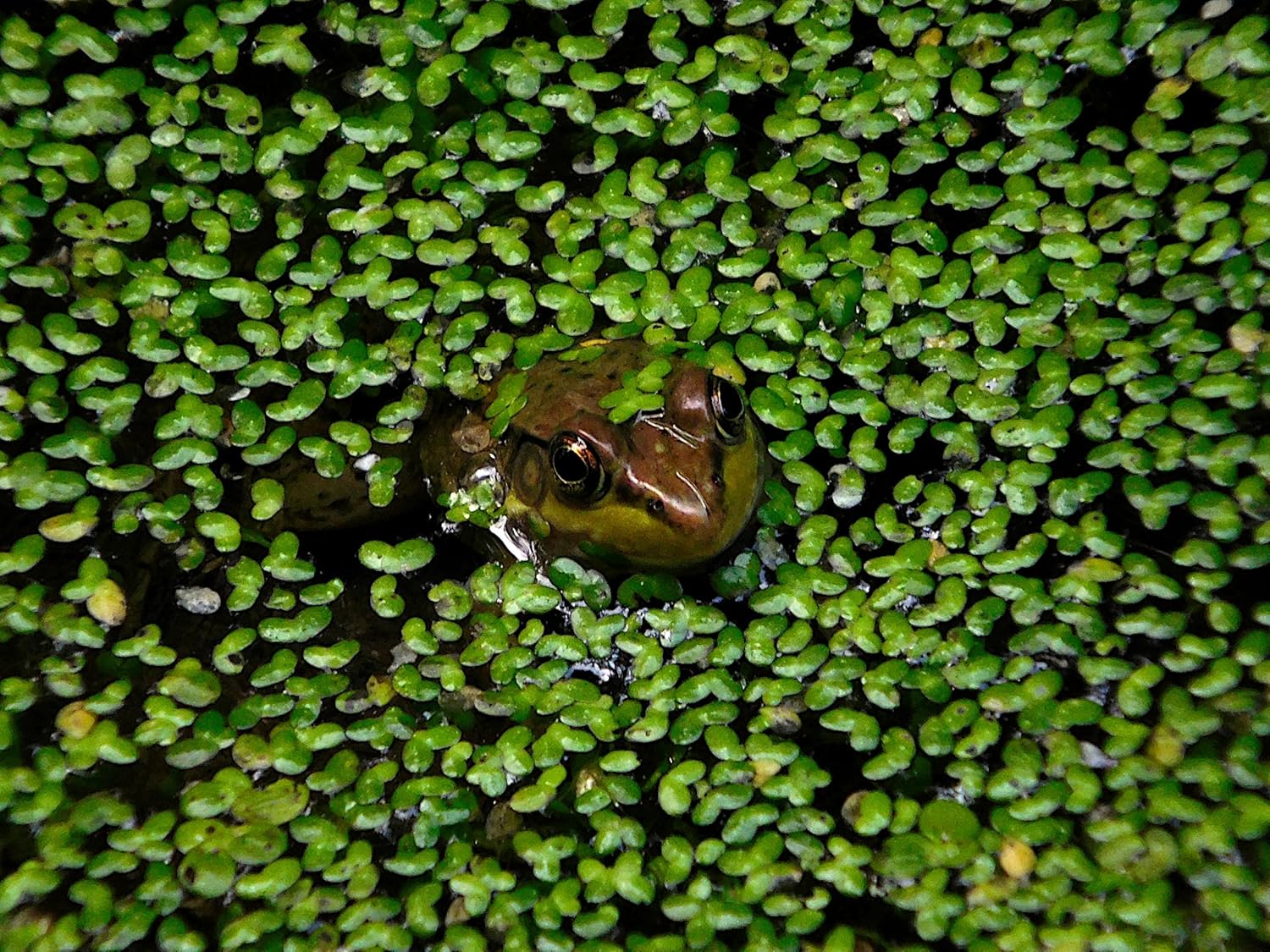 DuckWeed - 1 Large TableSpoon (70 Grams) - tortoise food
