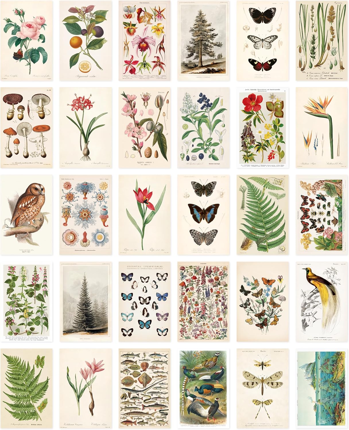 Nature Collection Postcard Set: Pack of 30 Retro Style Botanical, Nature and Birds Postcards