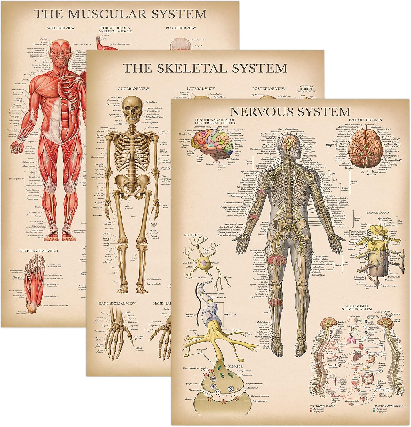 Palace Learning 3 Pack - Vintage Muscle + Skeleton + Nervous System Anatomy Poster Set - Muscular and Skeletal System Anatomical Charts - Laminated 18" x 24"