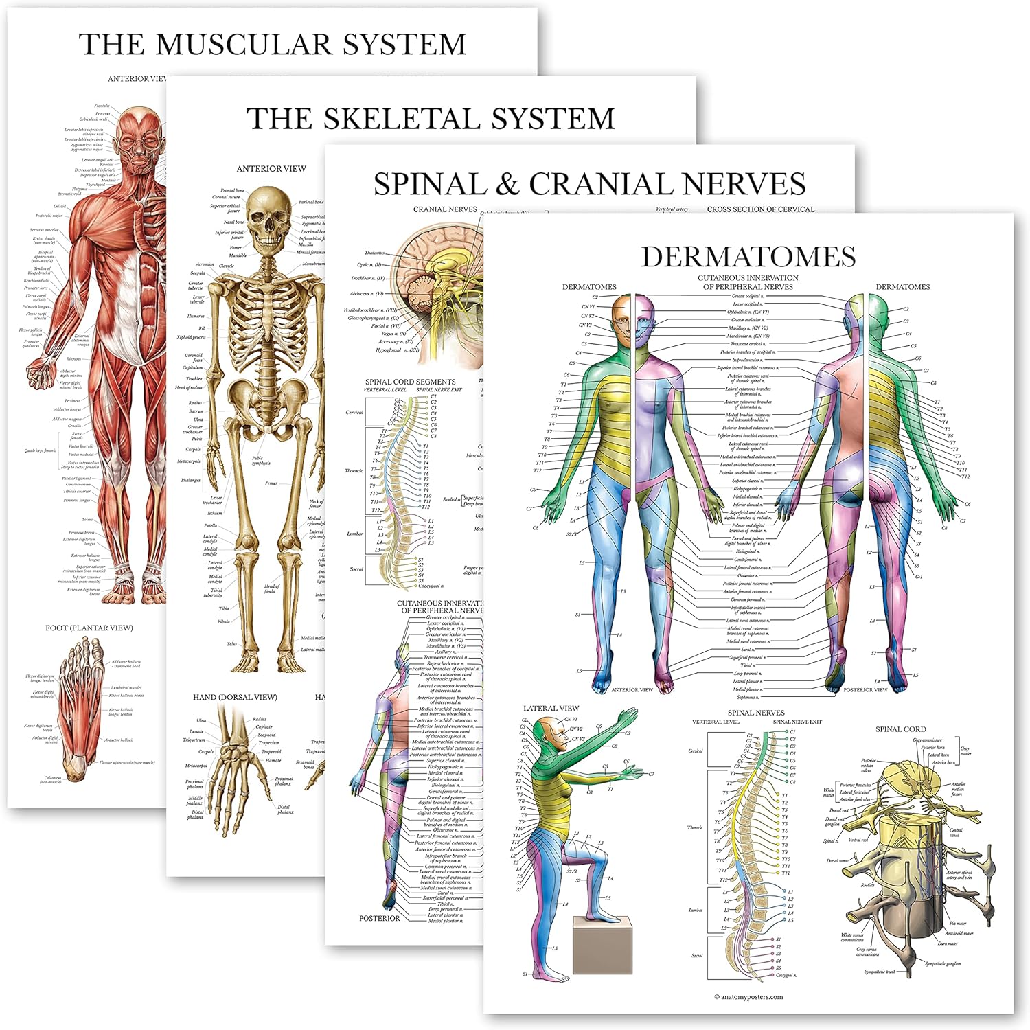 Palace Learning 4 Pack - Anatomical Poster Set - Laminated - Muscular, Skeletal, Spinal Nerves, Dermatomes - Anatomy Chart Set (LAMINATED, 18'' x 24'')