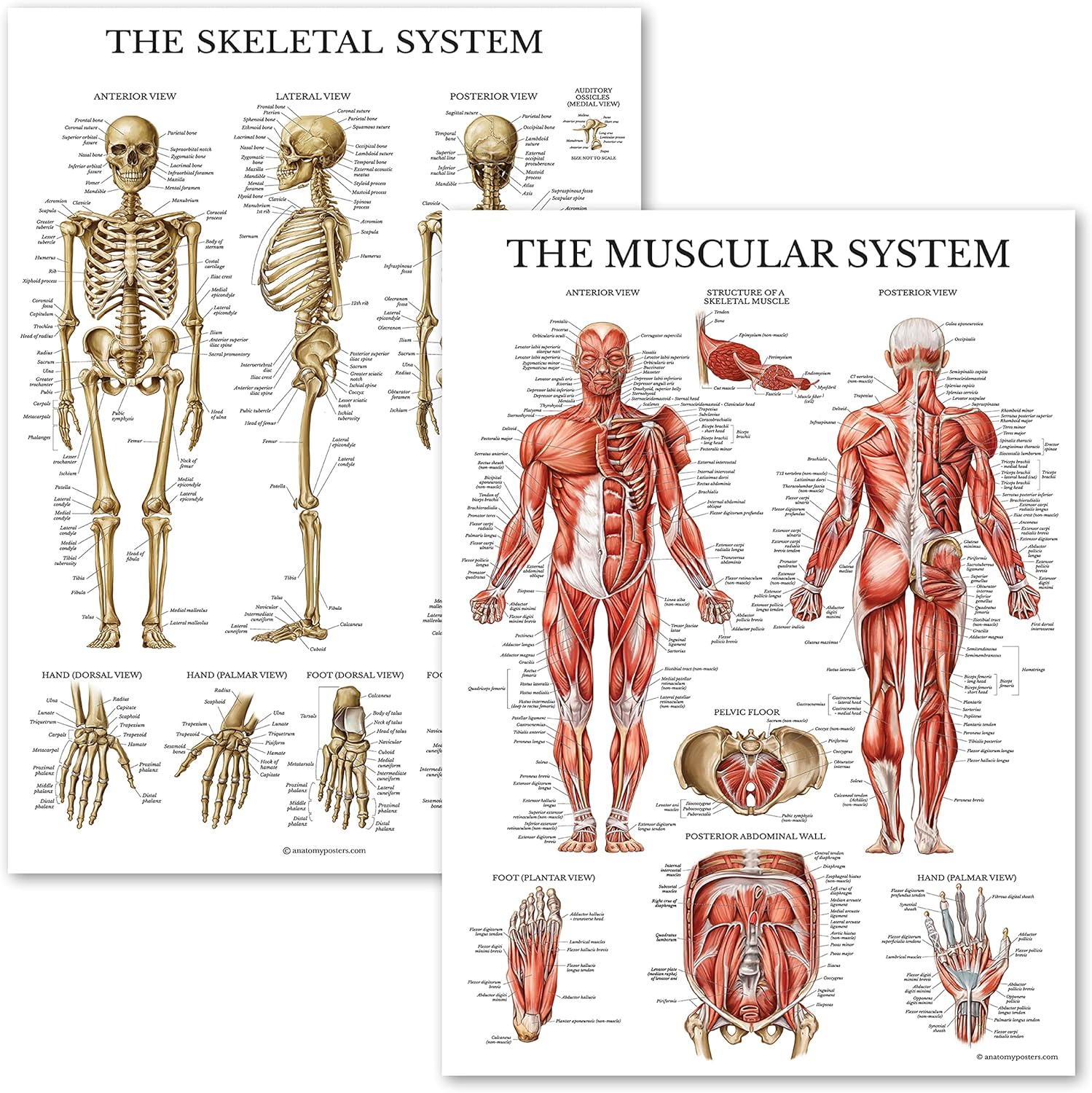 Palace Learning Muscular & Skeletal System Anatomical Poster Set - LAMINATED 2 Chart Set - Human Skeleton & Muscle Anatomy - (18" x 24")