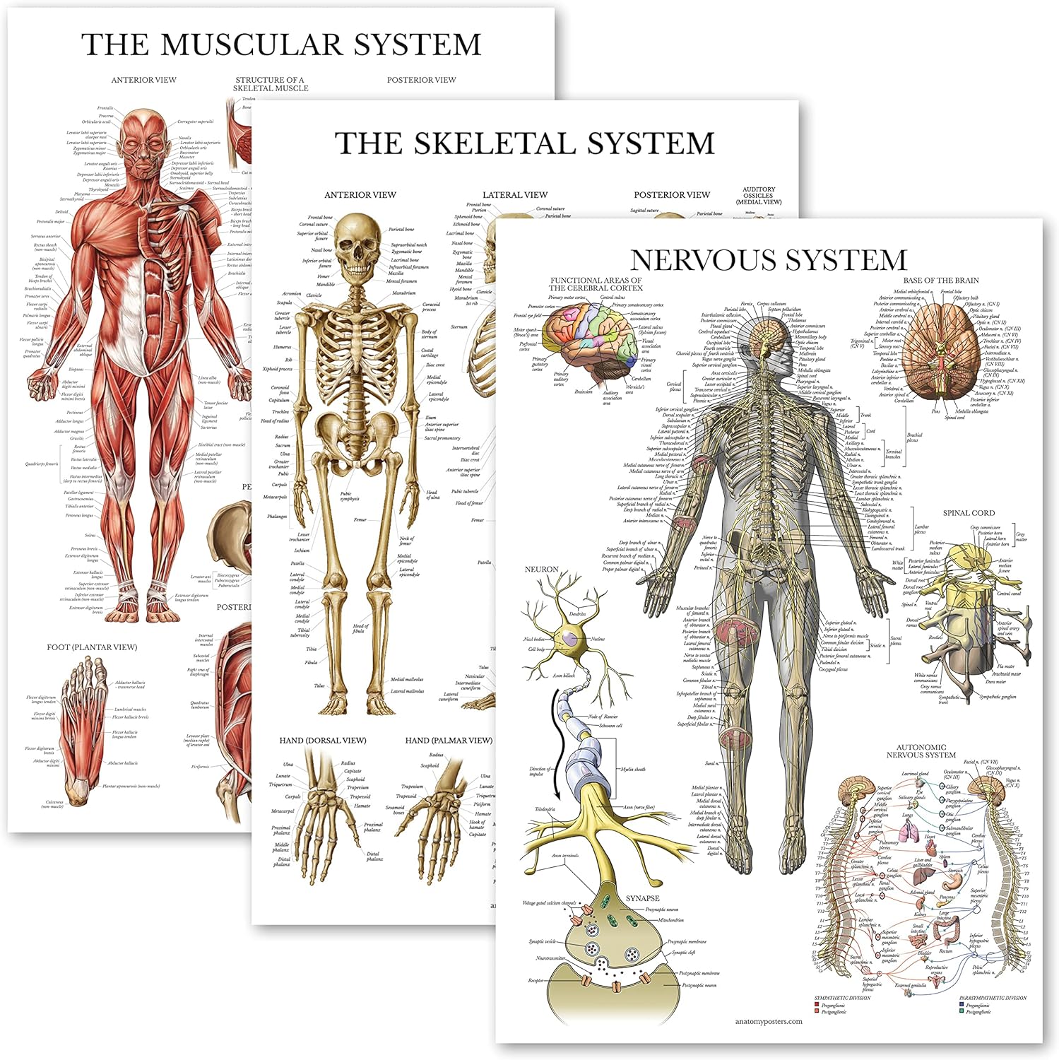 Palace Learning 3 Pack - Muscle + Skeleton + Nervous System Anatomy Poster Set - Muscular and Skeletal System Anatomical Charts - Laminated 18" x 24"