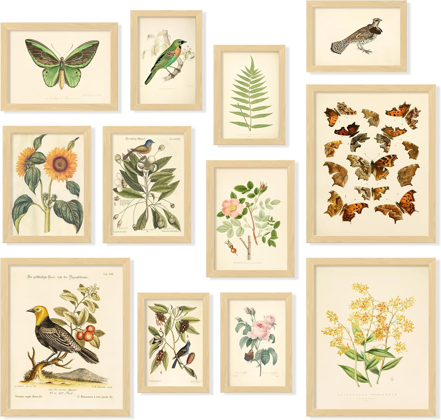 97 Decor Vintage Botanical Wall Art - Vintage Botanical Prints Plant Posters For Room Aesthetic, Nature Wall Decor Butterfly Paintings Bird Art, Floral Pictures Wall Decor For Bedroom (8x10 Unframed)