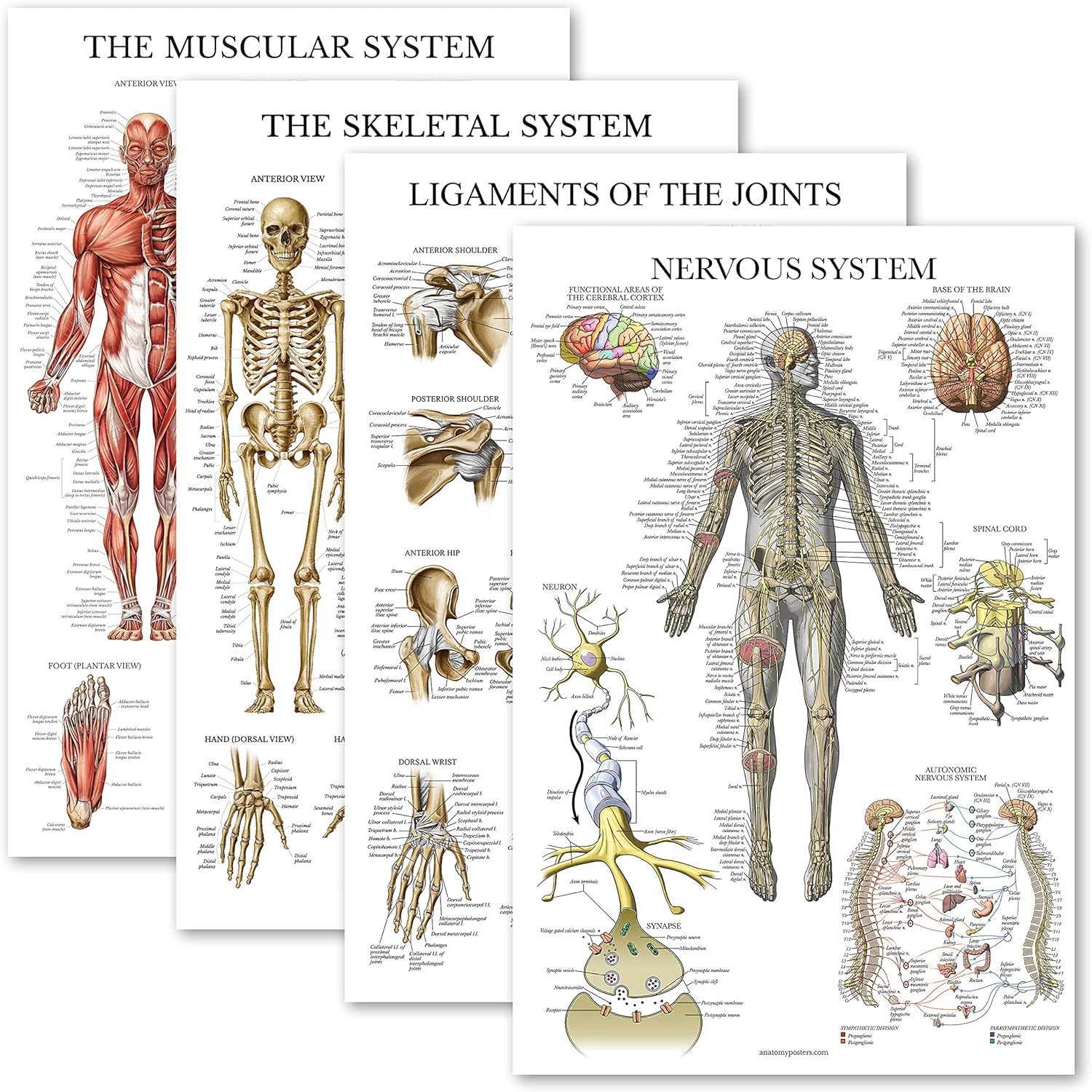 Palace Learning 4 Pack - Anatomical Poster Set - Laminated - Muscular, Skeletal, Ligaments of the Joints, Nervous System - Anatomy Chart Set (LAMINATED, 18” x 24”)
