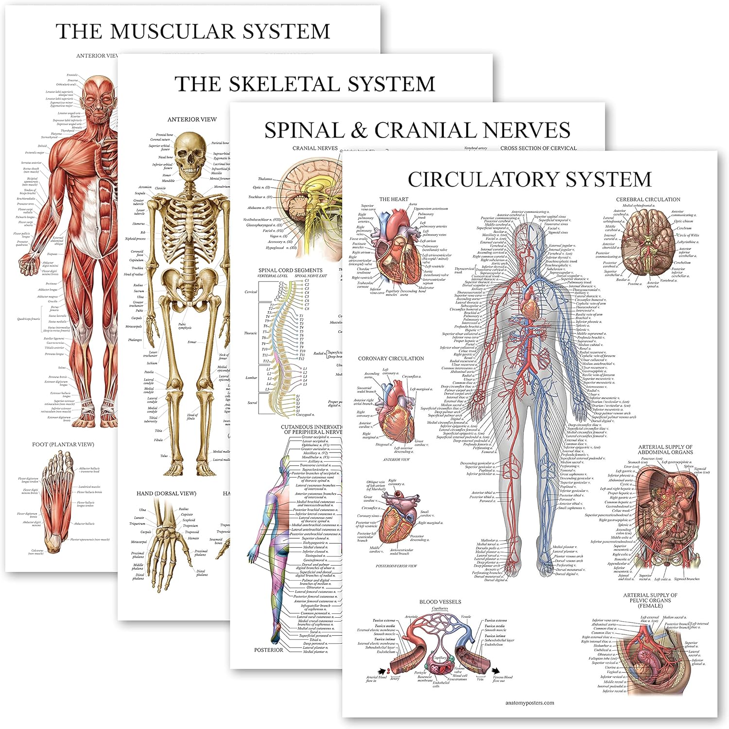 Palace Learning 4 Pack - Anatomical Poster Set - Laminated - Muscular, Skeletal, Spinal Nerves, Circulatory System - Anatomy Chart Set (LAMINATED, 18'' x 24'')