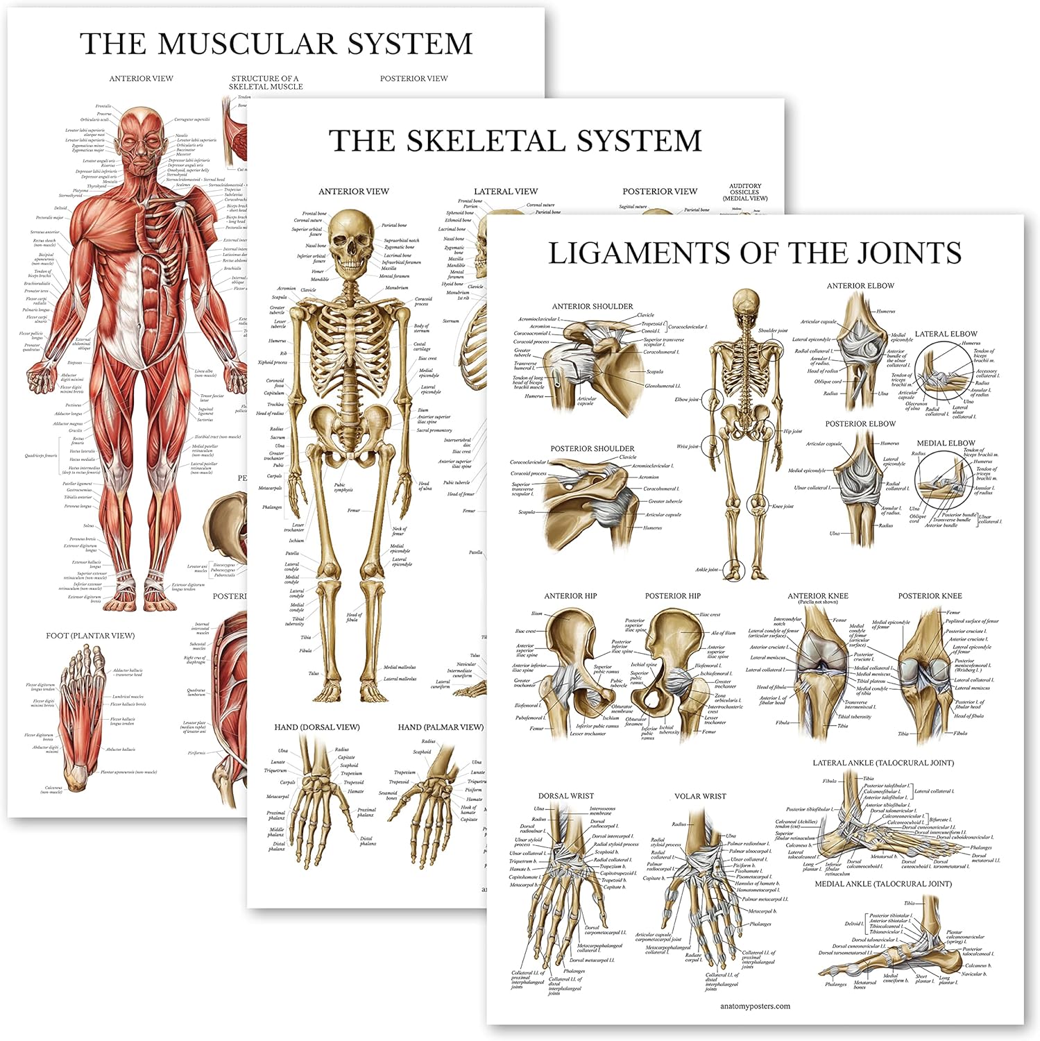 Palace Learning 3 Pack - Muscle + Skeleton + Ligaments of the Joints Anatomy Poster Set - Muscular and Skeletal System Anatomical Charts - Laminated 18" x 24"