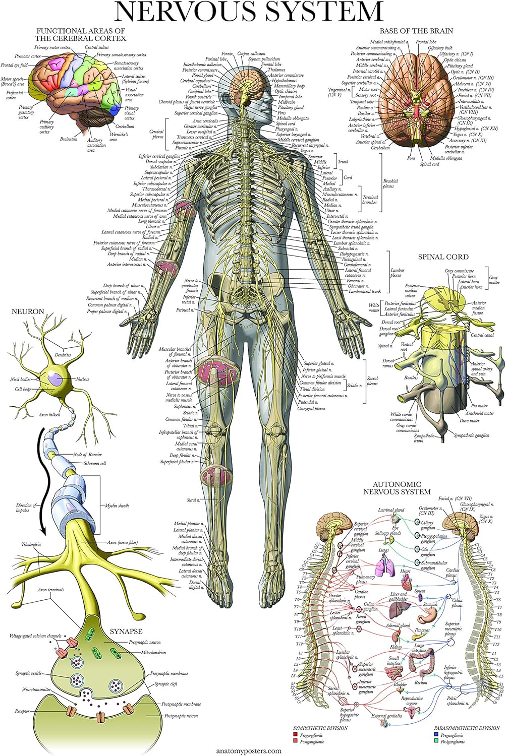 Palace Learning Nervous System Anatomy Poster - LAMINATED - Autonomic Nervous System & Brain Anatomical Chart - 18" x 24"