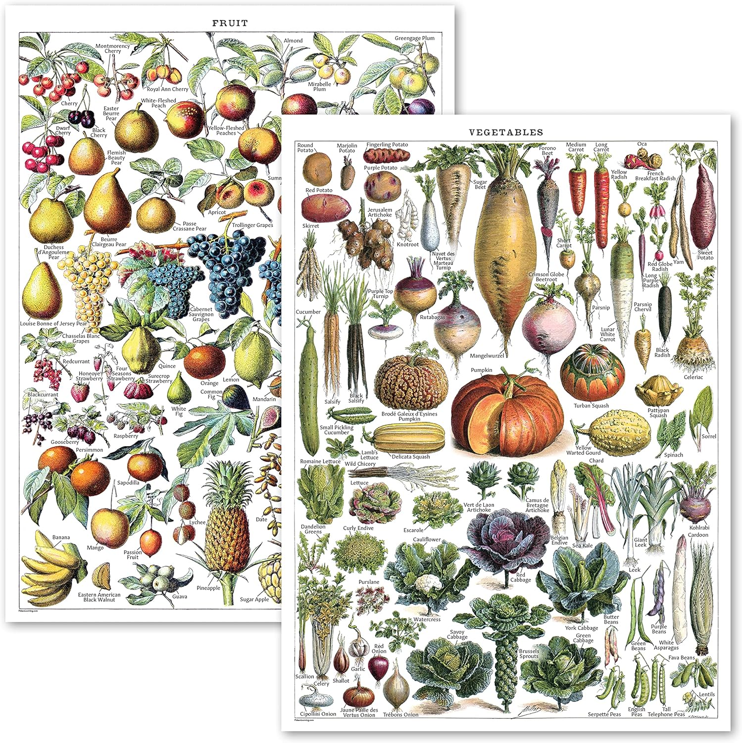 Palace Learning Vintage Fruits & Vegetables Poster Prints - Botanical Identification Reference Chart - Kitchen Decorations - Set of 2 Posters (LAMINATED, 18" x 24")